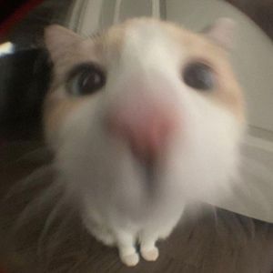 Meet your Posher, Grey